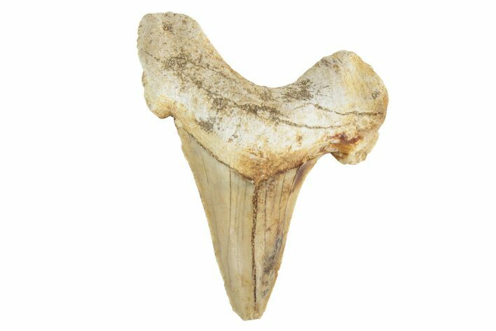 Fossil Shark Tooth (Otodus) - Morocco #226924